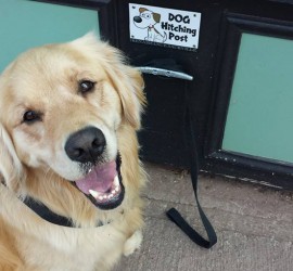 Doghitch