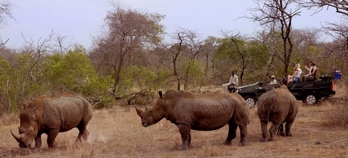Kwa Madwala Rhino's on game drive
